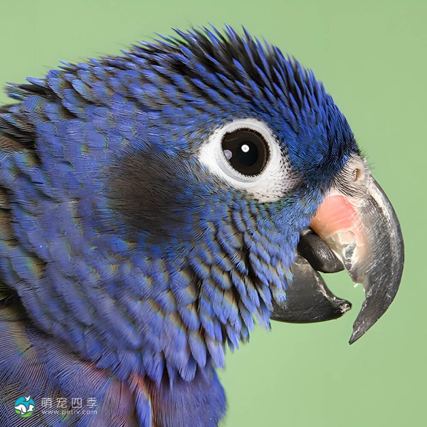 蓝头金刚鹦鹉-9