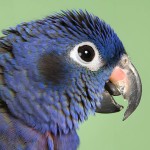 蓝头金刚鹦鹉-缩略图-9