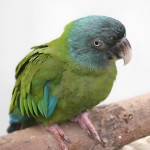 蓝头金刚鹦鹉-缩略图-10
