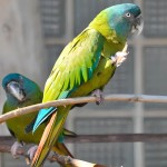 蓝头金刚鹦鹉-缩略图-11