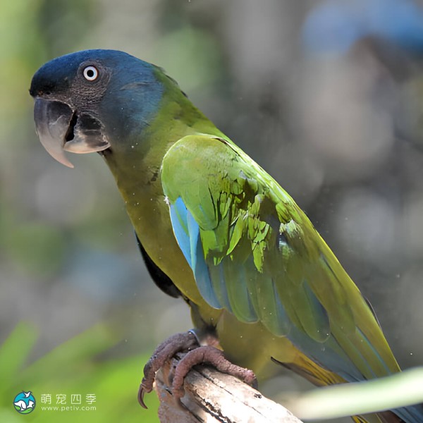 蓝头金刚鹦鹉-12