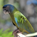 蓝头金刚鹦鹉-缩略图-12