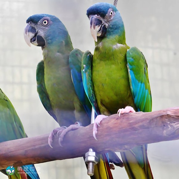 蓝头金刚鹦鹉-14