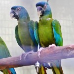 蓝头金刚鹦鹉-缩略图-14