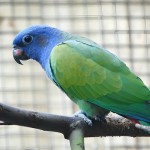 蓝头金刚鹦鹉-缩略图-15