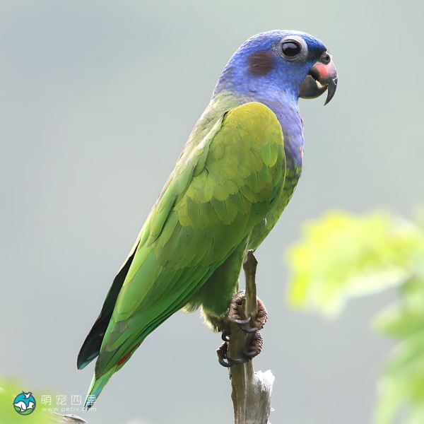 蓝头鹦鹉-1