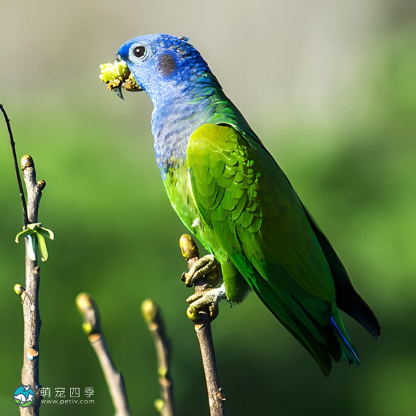 蓝头鹦鹉-2