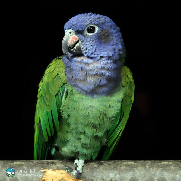 蓝头鹦鹉-3