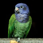 蓝头鹦鹉-缩略图-3