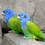 蓝头鹦鹉-缩略图-4