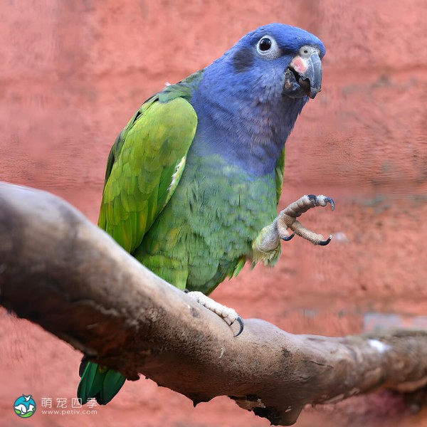 蓝头鹦鹉-5