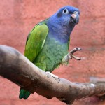 蓝头鹦鹉-缩略图-5