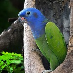 蓝头鹦鹉-缩略图-6