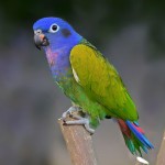 蓝头鹦鹉-缩略图-7
