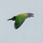 蓝头鹦鹉-缩略图-8