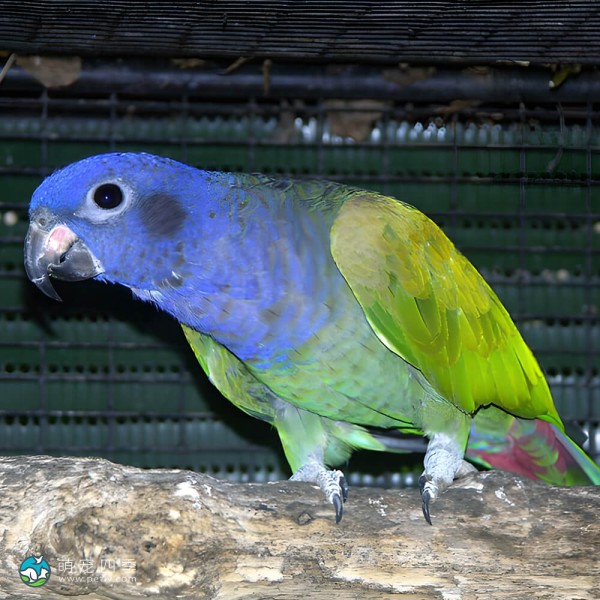 蓝头鹦鹉-9