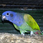 蓝头鹦鹉-缩略图-9