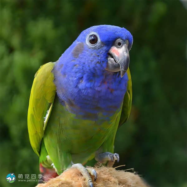 蓝头鹦鹉-10