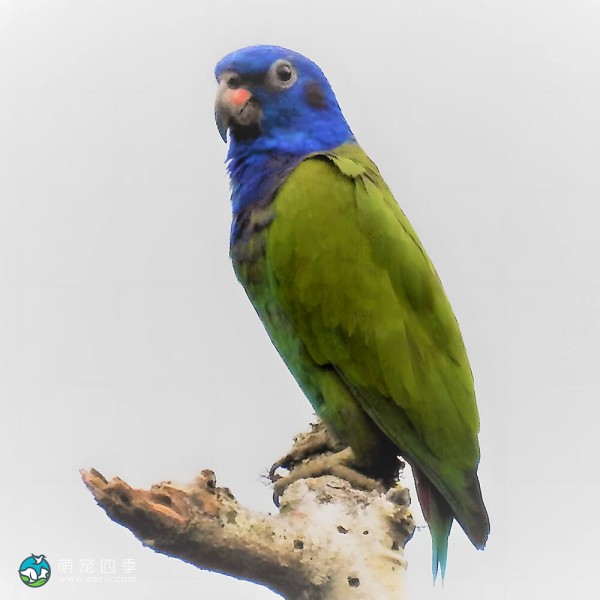 蓝头鹦鹉-12
