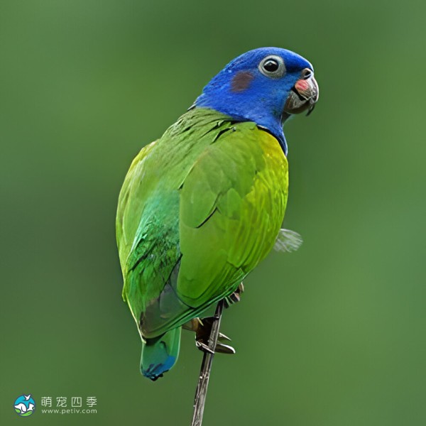 蓝头鹦鹉-13