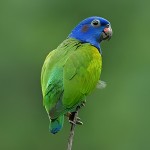 蓝头鹦鹉-缩略图-13