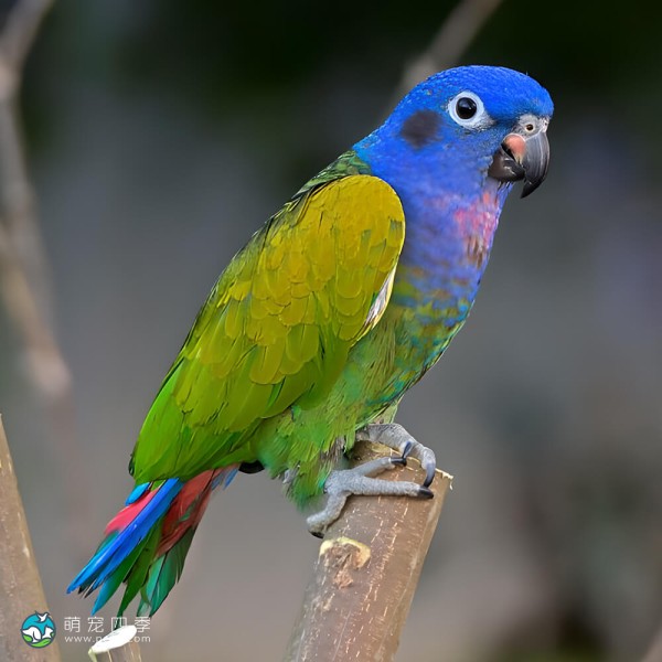蓝头鹦鹉-14