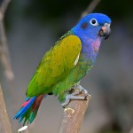 蓝头鹦鹉-缩略图-14