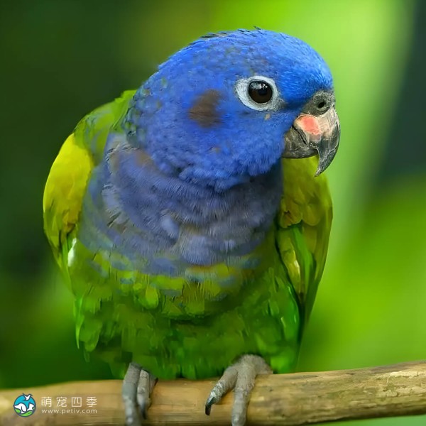 蓝头鹦鹉-15