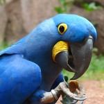 花羽鹦鹉-缩略图-1