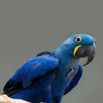 花羽鹦鹉-缩略图-2