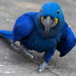 花羽鹦鹉-缩略图-3