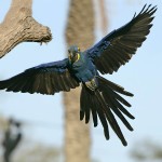 花羽鹦鹉-缩略图-4