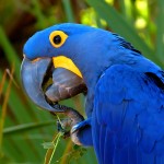 花羽鹦鹉-缩略图-5