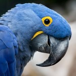 花羽鹦鹉-缩略图-6