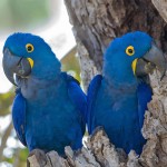 花羽鹦鹉-缩略图-7