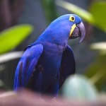 花羽鹦鹉-缩略图-8