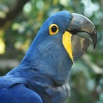 花羽鹦鹉-缩略图-10