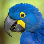 花羽鹦鹉-缩略图-11