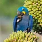 花羽鹦鹉-缩略图-13