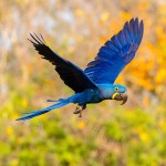 花羽鹦鹉-缩略图-14