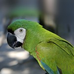 栗额金刚鹦鹉-缩略图-1