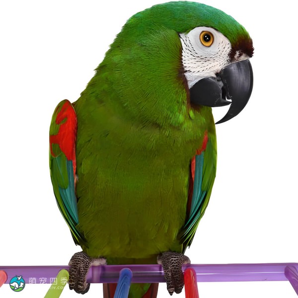 栗额金刚鹦鹉-2