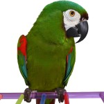 栗额金刚鹦鹉-缩略图-2