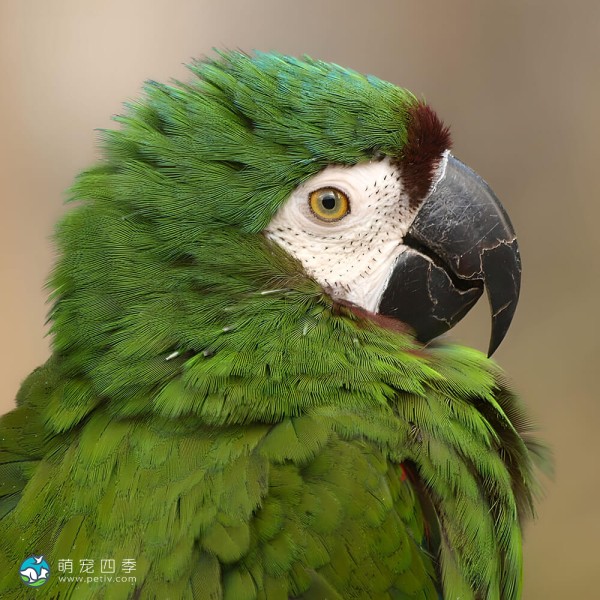 栗额金刚鹦鹉-3