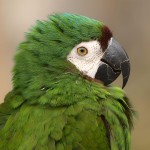 栗额金刚鹦鹉-缩略图-3