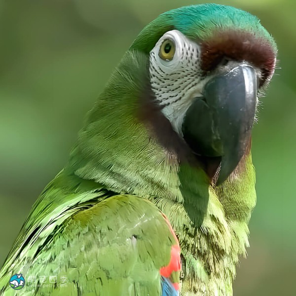 栗额金刚鹦鹉-4