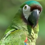 栗额金刚鹦鹉-缩略图-4