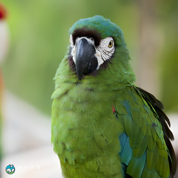 栗额金刚鹦鹉-5