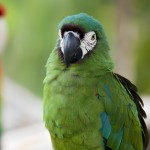 栗额金刚鹦鹉-缩略图-5