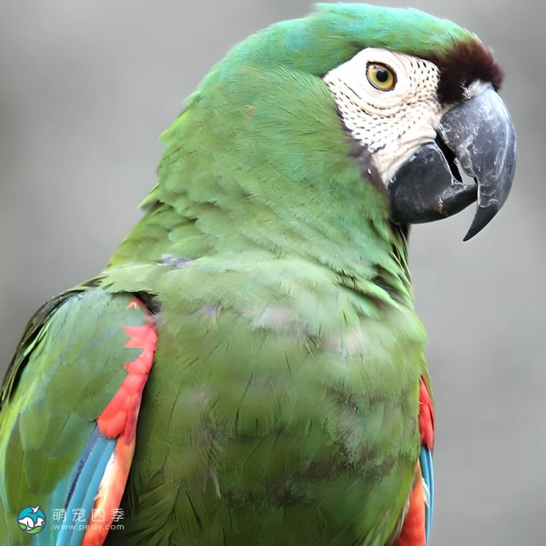 栗额金刚鹦鹉-6